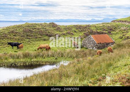 Viehweiden an der Küste in der Nähe von Kildorais im Norden der Isle of Skye, Highland, Schottland, Großbritannien. Stockfoto