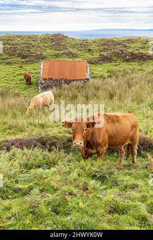 Viehweiden an der Küste in der Nähe von Kildorais im Norden der Isle of Skye, Highland, Schottland, Großbritannien. Stockfoto