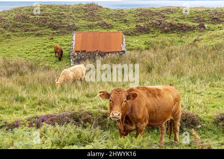 Viehweiden an der Küste in der Nähe von Kildorais im Norden der Isle of Skye, Highland, Schottland, Großbritannien. Stockfoto