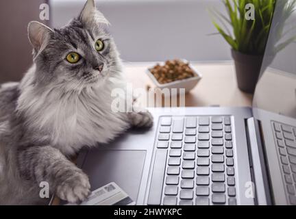 Eine graue Katze arbeitet auf einem Laptop, schaut auf den Monitor. Pfoten auf der Tastatur, neben einer Kreditkarte und trockenem Katzenfutter. Die Katze bestellt Nahrung online. Stockfoto