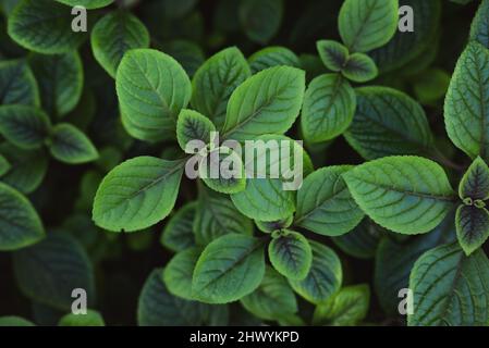 Grünes Gras Hintergrund. Natürliche Textur von Pflanzen aus der Nähe. Ökologie-Konzept, Draufsicht. Stockfoto