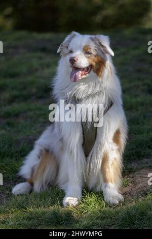 2-Jähriger Roter Merle Bicolor Australischer Schäferhund Rüde. Hundepark an der Leine in Nordkalifornien. Stockfoto