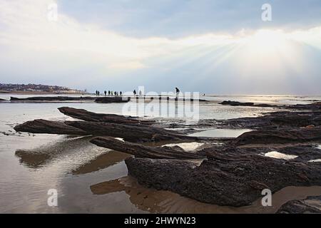 Besucher bei einer Führung durch die antiken Überreste eines 4000 Jahre alten Waldes, Bulverhythe, Hastings, East Sussex, Großbritannien Stockfoto