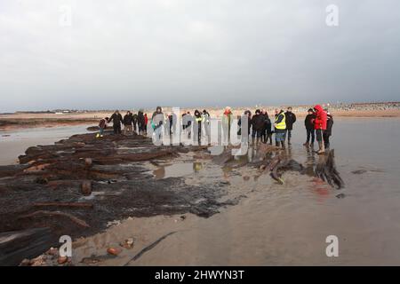 Besucher bei einer Führung durch die antiken Überreste eines 4000 Jahre alten Waldes, Bulverhythe, Hastings, East Sussex, Großbritannien Stockfoto