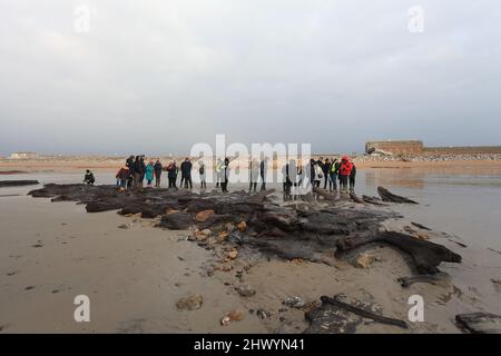 Besucher bei einer Führung durch die antiken Überreste eines 4000 Jahre alten Waldes, Bulverhythe, Hastings, East Sussex, Großbritannien Stockfoto