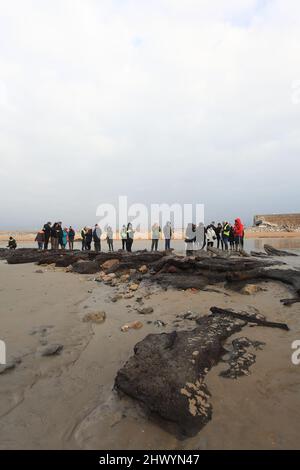 Besucher bei einer Führung durch die antiken Überreste eines 4000 Jahre alten Waldes, Bulverhythe, Hastings, East Sussex, Großbritannien Stockfoto