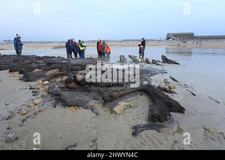 Besucher bei einer Führung durch die antiken Überreste eines 4000 Jahre alten Waldes, Bulverhythe, Hastings, East Sussex, Großbritannien Stockfoto