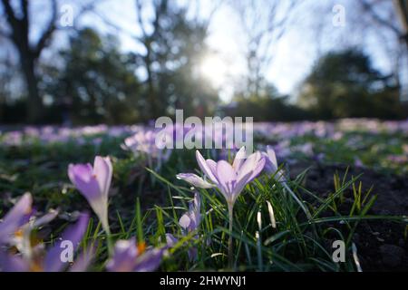 Hamburg, Deutschland. 08. März 2022. Krokusse blühen in der Abendsonne auf einer Wiese im Stadtpark. Kredit: Marcus Brandt/dpa/Alamy Live Nachrichten Stockfoto