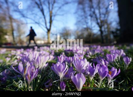 Hamburg, Deutschland. 08. März 2022. Krokusse blühen in der Abendsonne auf einer Wiese im Stadtpark. Kredit: Marcus Brandt/dpa/Alamy Live Nachrichten Stockfoto