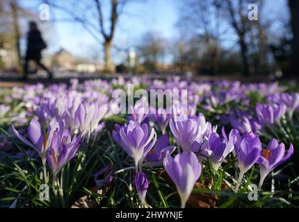 Hamburg, Deutschland. 08. März 2022. Krokusse blühen in der Abendsonne auf einer Wiese im Stadtpark. Kredit: Marcus Brandt/dpa/Alamy Live Nachrichten Stockfoto