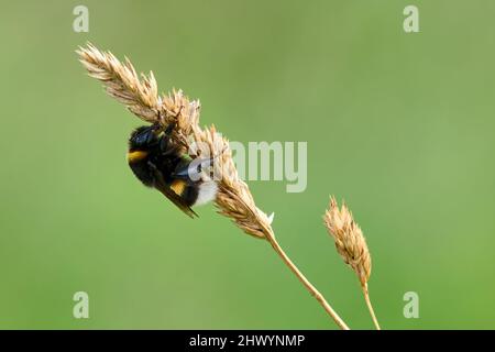 Hummel mit kleinem Käfer, Nahaufnahme. In der Dämmerung auf Gras auf der Wiese sitzen. Gattung Bombus pratorum. Unscharfer grüner natürlicher Hintergrund, Kopierbereich. Stockfoto