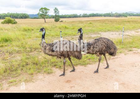 Foto von zwei großen erwachsenen Emus auf einem Feldweg in den Central Tablelands von New South Wales in Australien. Stockfoto