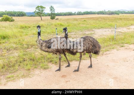 Foto von zwei großen erwachsenen Emus auf einem Feldweg in den Central Tablelands von New South Wales in Australien. Stockfoto