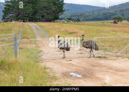 Foto von zwei großen erwachsenen Emus auf einem Feldweg in der Nähe eines Zauns in den Central Tablelands von New South Wales in Australien. Stockfoto