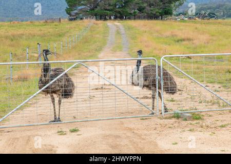 Foto von zwei großen erwachsenen Emus auf einem Feldweg in der Nähe eines Zauns in den Central Tablelands von New South Wales in Australien. Stockfoto