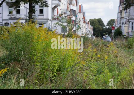 Riesen-Goldrute, Riesengoldrute, Späte Goldrute, hohe Goldrute, Solidago gigantea, Große Goldrute, riesige Goldrute, Le solidage GÉANT, le Verge d'Or g Stockfoto