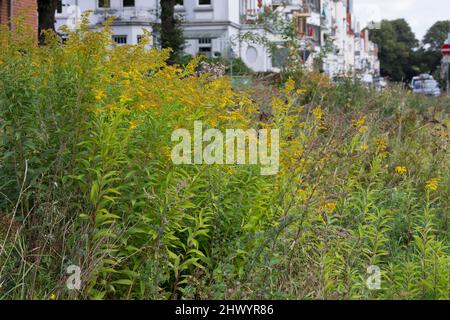 Riesen-Goldrute, Riesengoldrute, Späte Goldrute, hohe Goldrute, Solidago gigantea, Große Goldrute, riesige Goldrute, Le solidage GÉANT, le Verge d'Or g Stockfoto