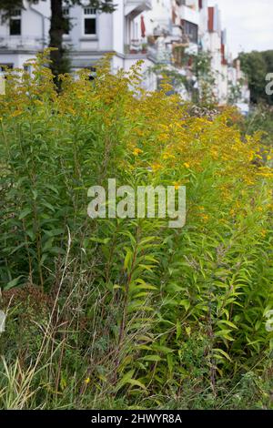 Riesen-Goldrute, Riesengoldrute, Späte Goldrute, hohe Goldrute, Solidago gigantea, Große Goldrute, riesige Goldrute, Le solidage GÉANT, le Verge d'Or g Stockfoto