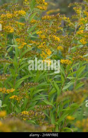 Riesen-Goldrute, Riesengoldrute, Späte Goldrute, hohe Goldrute, Solidago gigantea, Große Goldrute, riesige Goldrute, Le solidage GÉANT, le Verge d'Or g Stockfoto