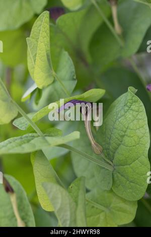 Rundblättrige Osterluzei, Knollige Osterluzei, Aristolochia rotunda, Schmierkraut, Rundblättrige Geburtswabe, L'aristoloche à feuilles rondes Stockfoto