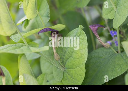 Rundblättrige Osterluzei, Knollige Osterluzei, Aristolochia rotunda, Schmierkraut, Rundblättrige Geburtswabe, L'aristoloche à feuilles rondes Stockfoto