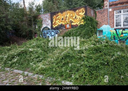 Schlingknöterich, Schling-Flügelknöterich, Flügelknöterich, in einer Stadt mit Graffiti, Chinesischer Knöterich, Architektentrost, Silberregen, Fallop Stockfoto