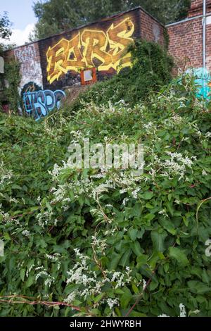 Schlingknöterich, Schling-Flügelknöterich, Flügelknöterich, in einer Stadt mit Graffiti, Chinesischer Knöterich, Architektentrost, Silberregen, Fallop Stockfoto