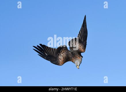 Red Kite (Milvus milvus) Erwachsener im Flug gegen blauen Himmel, Buckinghamshire, England, Februar Stockfoto