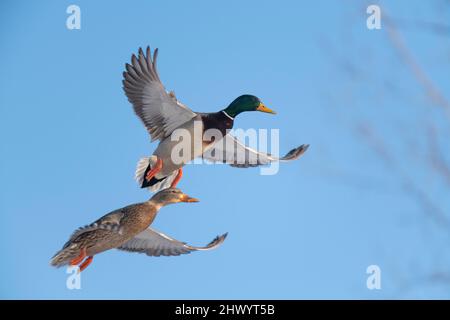 Ein Paar mallardische Enten, die an einem späten Winternachmittag zur Landung kommen Stockfoto