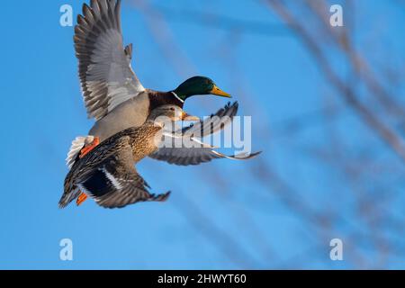 Ein Paar mallardische Enten, die an einem späten Winternachmittag zur Landung kommen Stockfoto