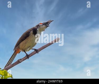 Red Whiskered Bulbul.Blick in Angst Stockfoto