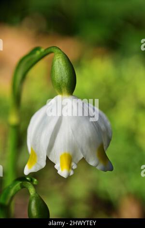 Leucojum vernum, genannt Frühling Schneeflocke, vertikal Stockfoto