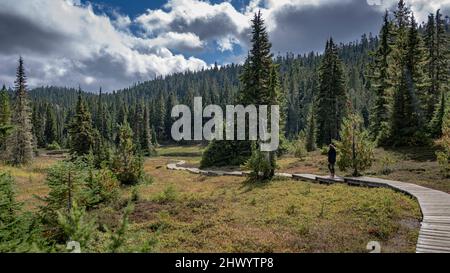 Touristenwanderung auf einer Promenade in Forbidden Plateau, Skigebiet Mount Washington, Paradise Meadows Hike, Strathcona Provincial Park, Comox Valley Region Stockfoto