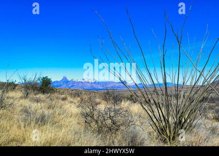 Das Grasland der Sonora-Wüste im Nationalen Wildschutzgebiet von Buenos Aires, Arizona, USA. Im Vordergrund ein Ocotillo, im Hintergrund der Babocivari Peak Stockfoto