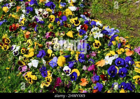 Viele lebhafte weiße, violette, rosa und gelbe gemischte Stiefmütterchen oder Viola Tricolor Blumen in einem sonnigen Frühlingsgarten, schöne Outdoor florale Rückengruppe Stockfoto