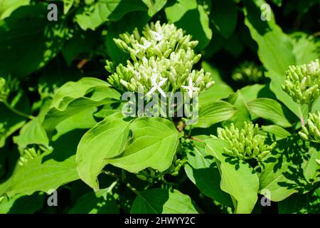 Lebendige grüne Blätter und weiße Blumen auf Ästen von Cornus Alba Elegantissima Strauch in einem Garten in einem sonnigen Frühlingstag, schöne Outdoor botanischen Bac Stockfoto