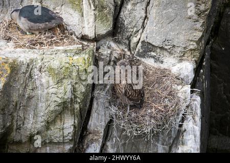 Schwarzkrönter Nachtreiher; Nycticorax nycticorax; Erwachsener auf Nest und Jungtieren; Falklands Stockfoto