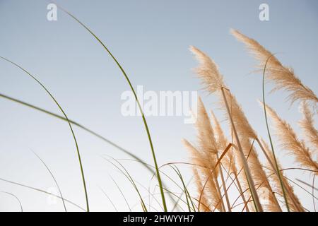 Sanfte Töne und geschwungen grüne Blätter der Vegetation der Pampas Samenköpfe fangen Morgensonne Stockfoto