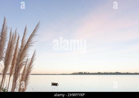 Sonnenaufgang über dem Hafen von Tauranga mit Fokus auf Pampas-Graskernköpfe links vom Bild, Neuseeland. Stockfoto