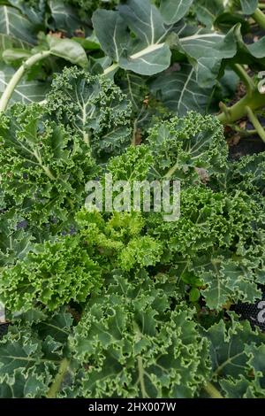 Frischer, lockiger Grünkohl im Gemüsegarten Stockfoto