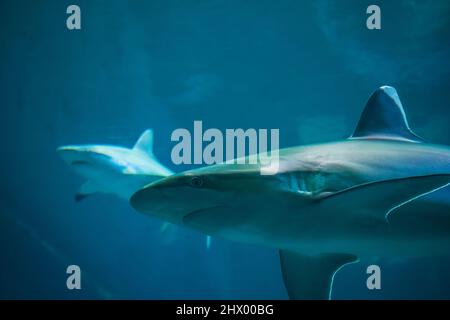 Ein Silberspitzenhai, der in der S.E.A. schwimmend ist Aquarium in Sentosa, Singapur Stockfoto