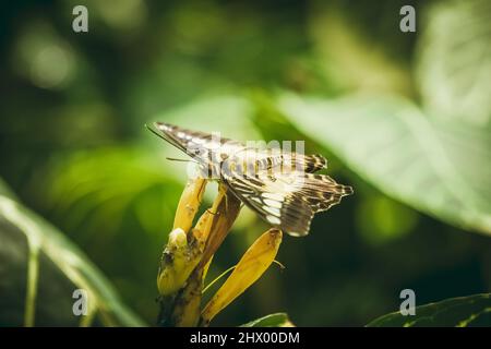 Makroansicht des Schmetterlingskörpers. (Parthenos Sylvia) Konya Tropical Butterfly Valley, Türkei. Stockfoto