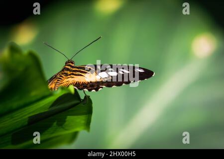 Makroansicht des orangefarbenen Schmetterlingskörpers. Parthenos Sylvia. Konya Tropical Butterfly Valley, Türkei Stockfoto