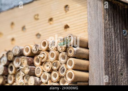 Patchwork Leaf Cutter Bee; Megachile centuncularis; im Insect House; Großbritannien Stockfoto