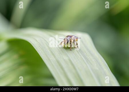 Patchwork Leaf Cutter Bee; Megachile centuncularis; Carrying Leaf; Großbritannien Stockfoto