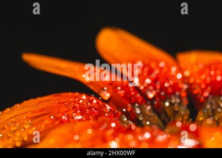 Orange Gazania Blume isoliert auf schwarzem Hintergrund Stockfoto