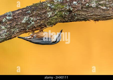 Nuthatch; Sitta europaea; Under Log; Großbritannien Stockfoto