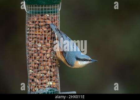 Nuthatch; Sitta europaea; auf Erdnusszuführung; Großbritannien Stockfoto