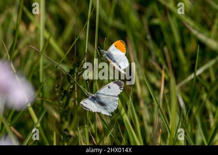 Schmetterlinge mit orangefarbener Spitze; Anthocharis cardamine; Anzeige; Großbritannien Stockfoto