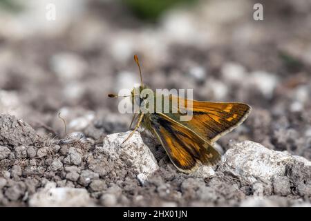 Silberfleckiger Skipper; Epargyreus clarus; Großbritannien Stockfoto